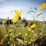 Apartman Cozy Nature Escape,
